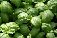 /album/recepten-hartig-en-zoet/basilicum-1-1-jpg/